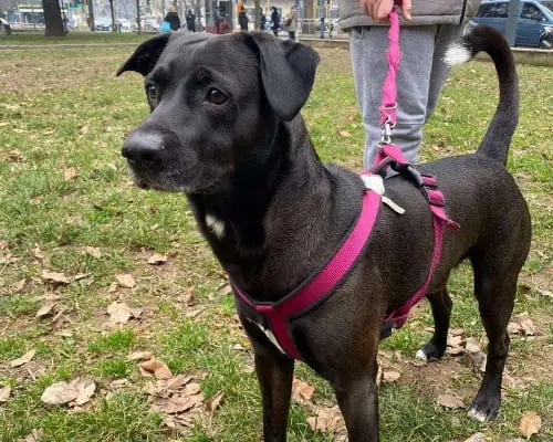 Adozione cane, maschio, meticcio, 9 anni e 7 mesi, taglia media, Milano