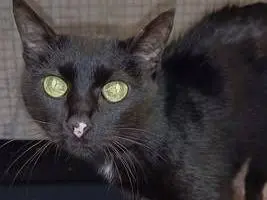 Adozione gatto, femmina, Razza sconosciuta Razza sconosciuta, 4 anni e 1 mese, taglia non valida, Genova