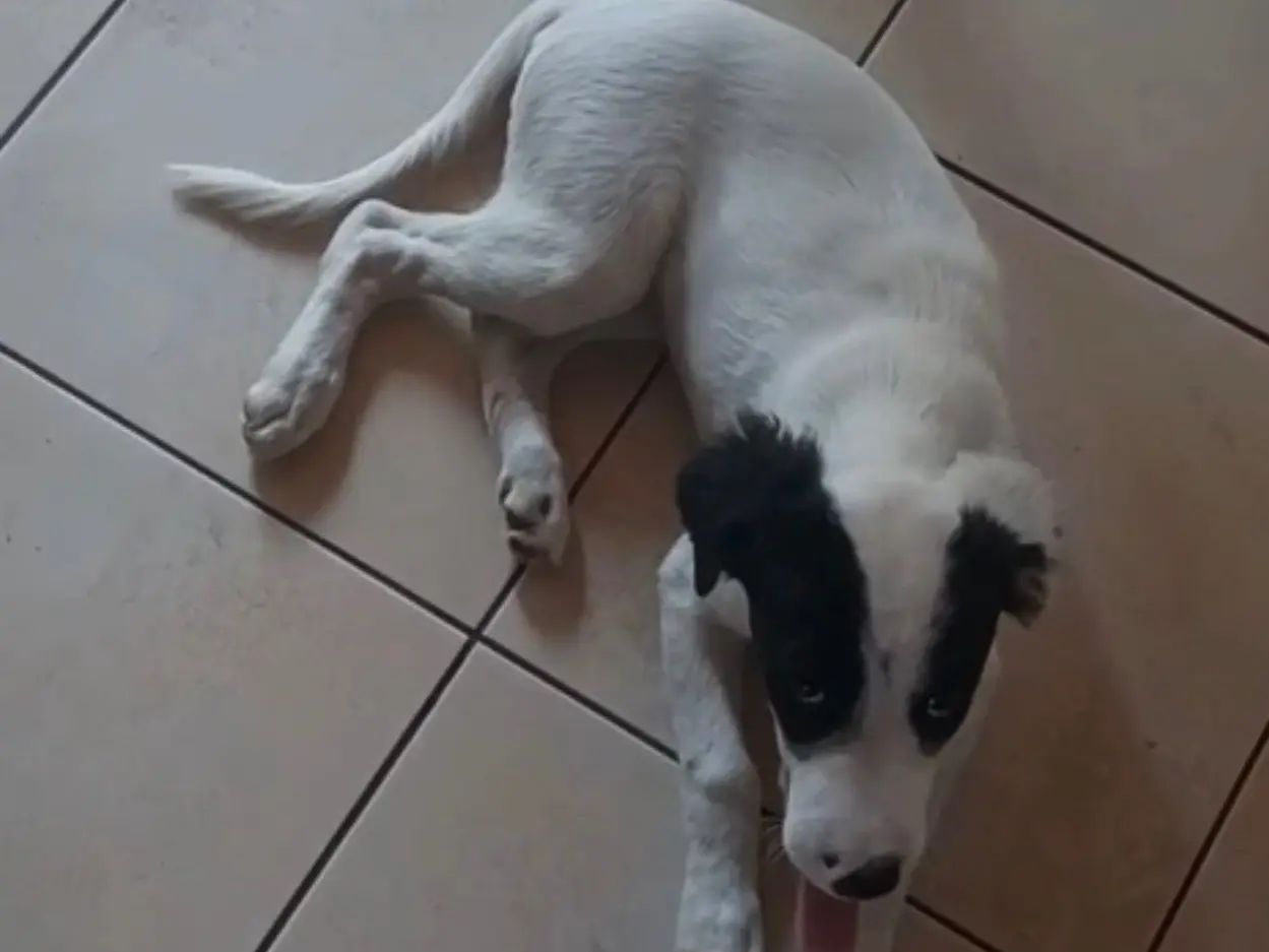 Adotta il cane Nala a Siracusa
