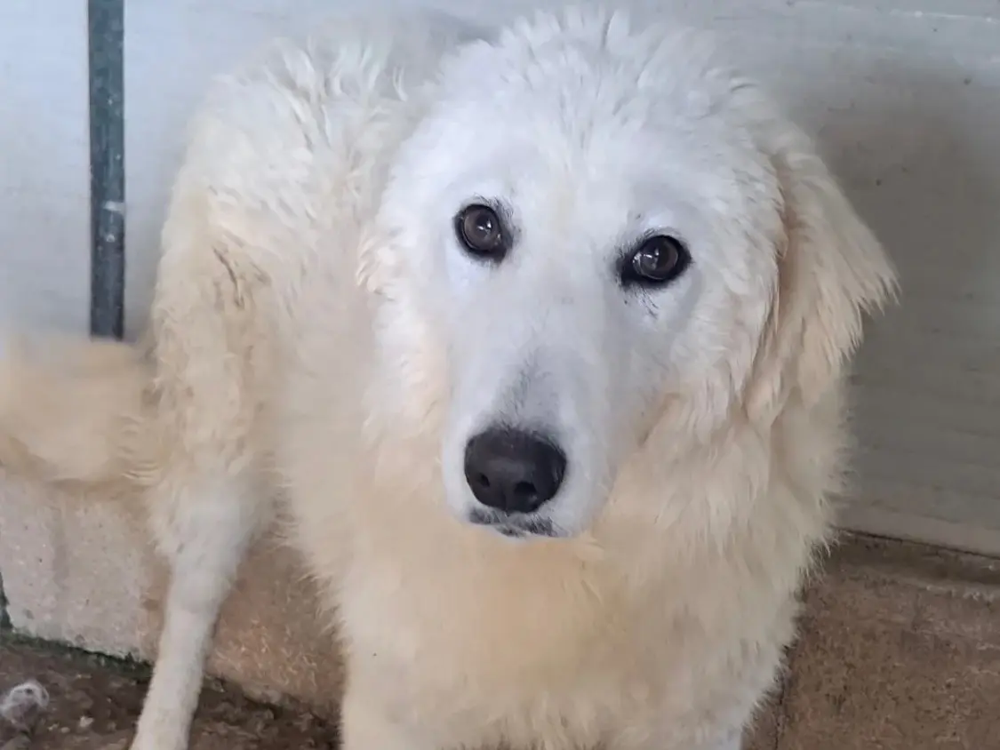 Adozione cane, femmina, Razza sconosciuta Razza sconosciuta, 2 anni e 8 mesi, taglia media, Vibo