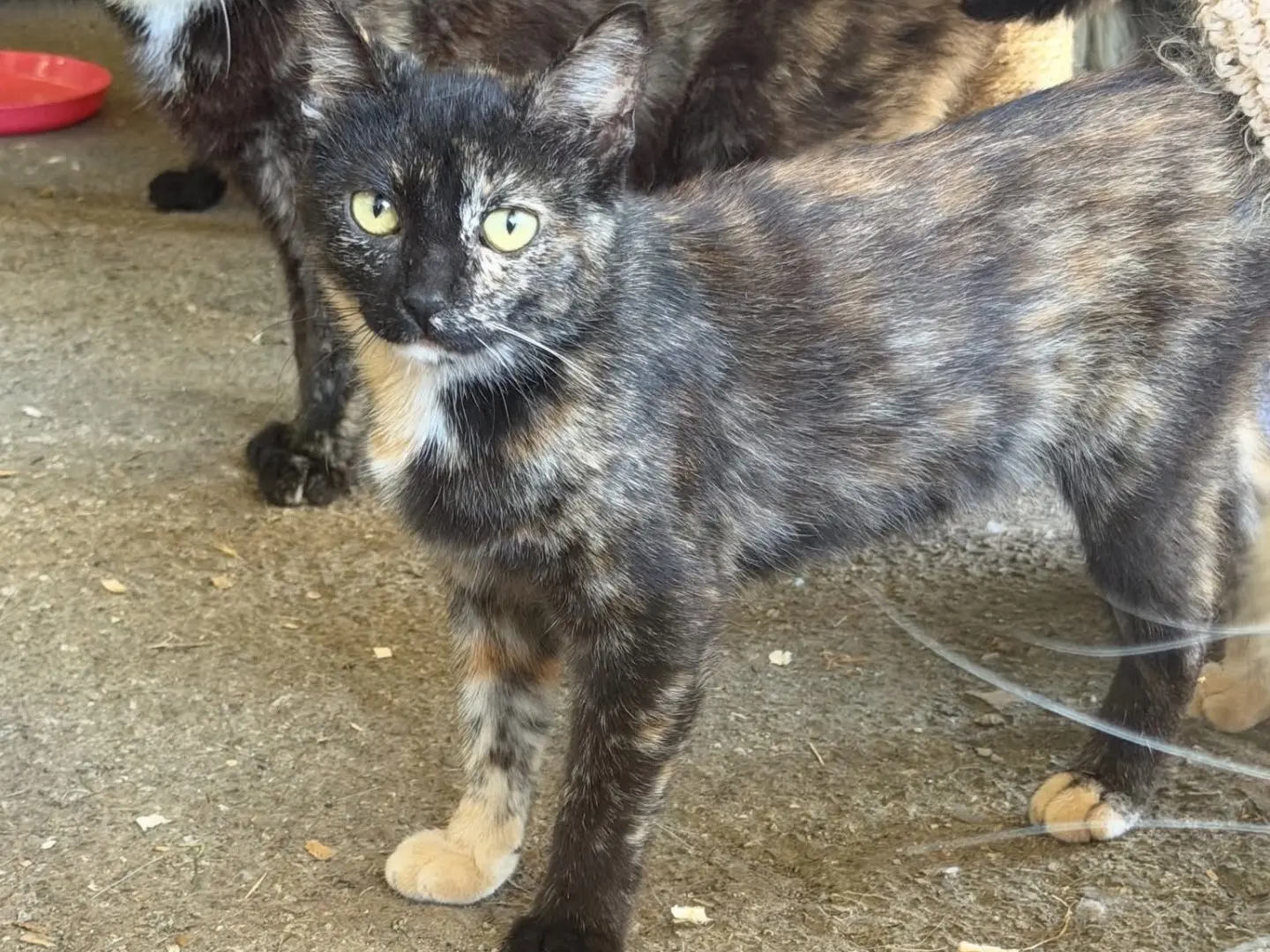 Adozione gatto, femmina, Razza sconosciuta Razza sconosciuta, 9 mesi, taglia non valida, Perugia