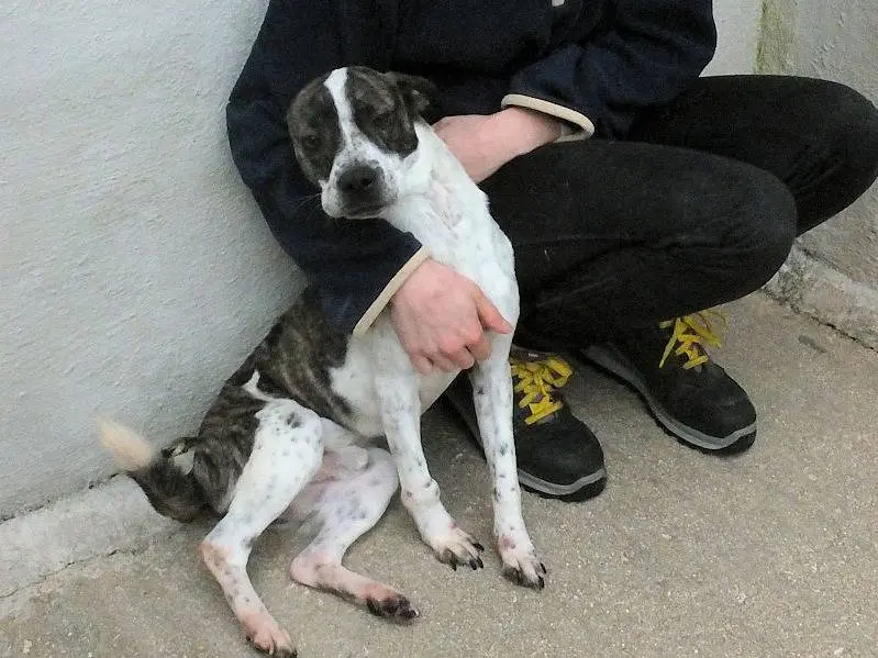 Adotta un cane, maschio, 1 anno e 9 mesi, Frosinone