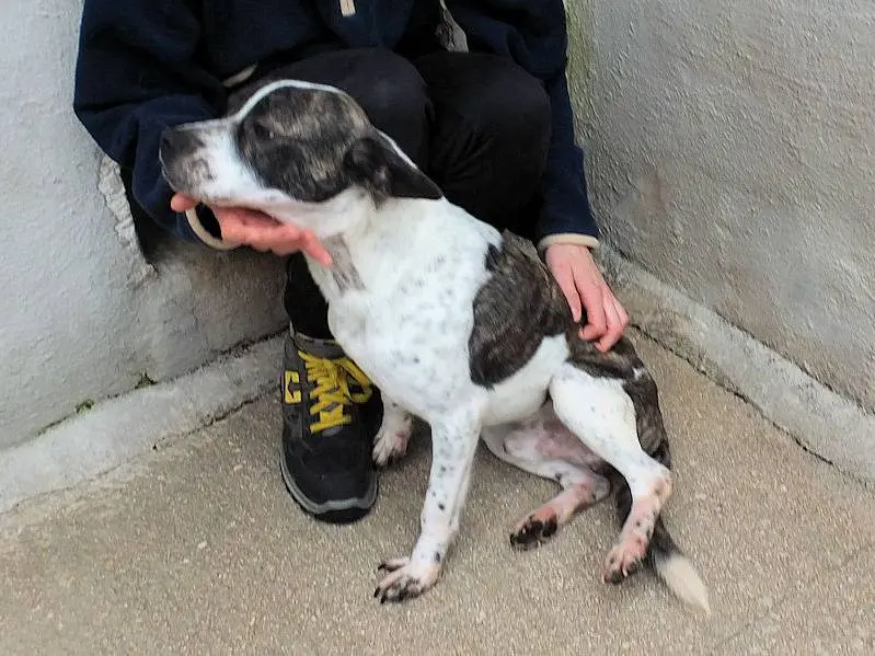 Adotta un cane, taglia media contenuta, maschio, Frosinone
