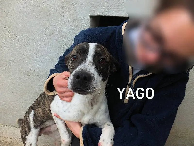 Adozione cane, maschio, Razza sconosciuta Razza sconosciuta, 1 anno e 9 mesi, taglia media contenuta, Frosinone