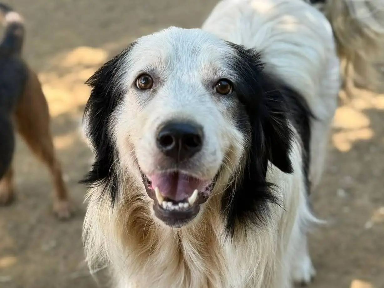 Adozione cane, femmina, Razza sconosciuta Razza sconosciuta, 1 anno e 9 mesi, taglia gigante, Firenze