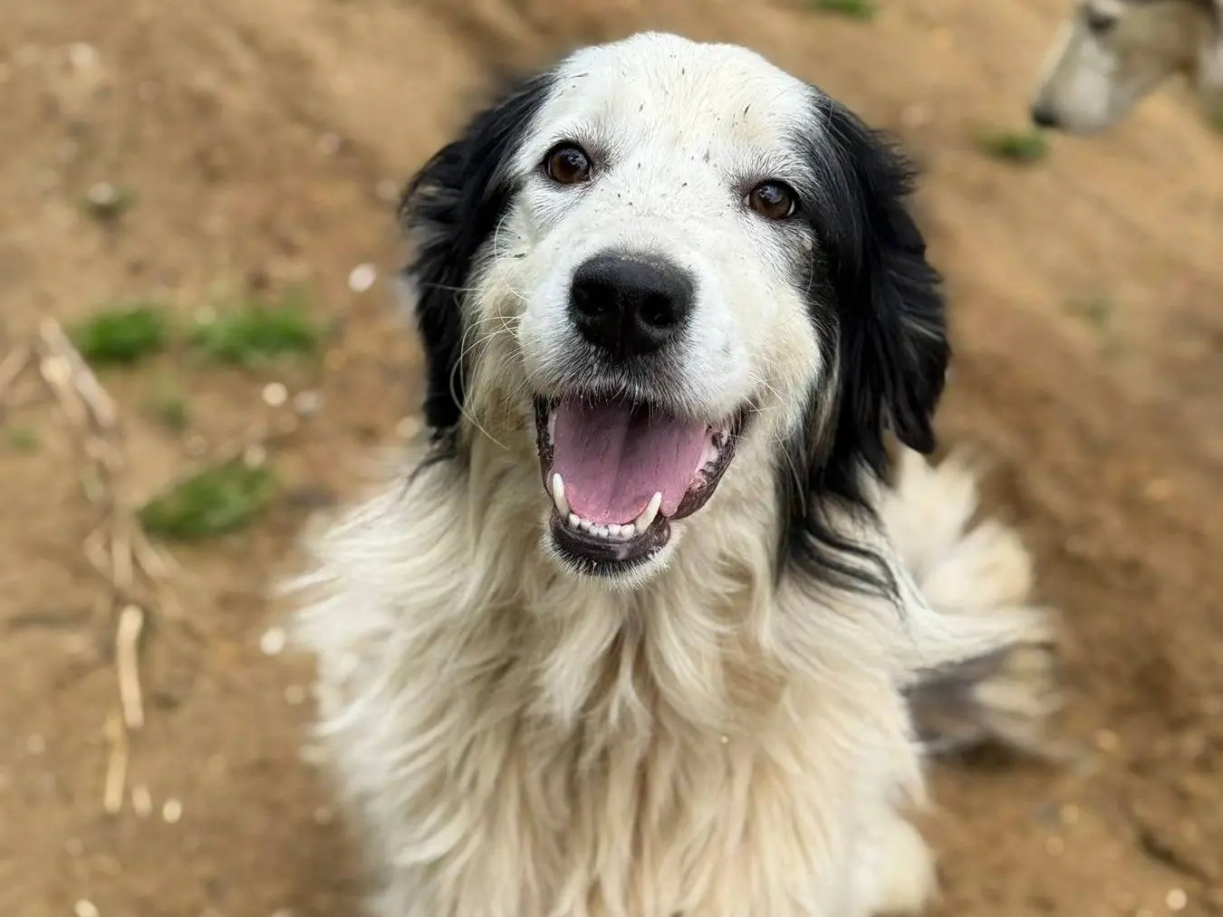 Adotta un cane, taglia gigante, femmina, Firenze