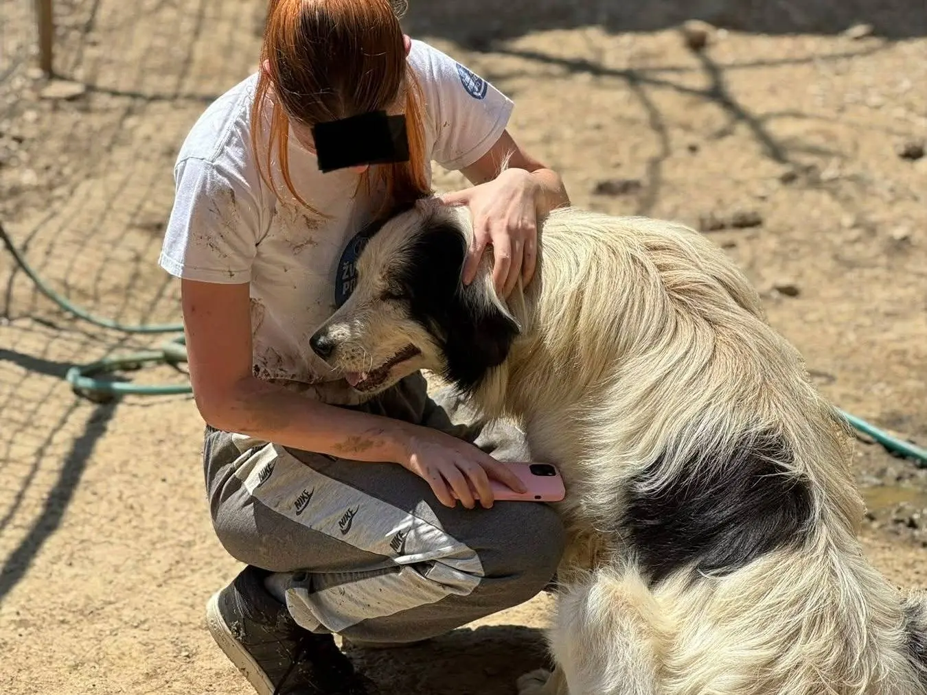 Adotta un cane, femmina, 1 anno e 9 mesi, Firenze
