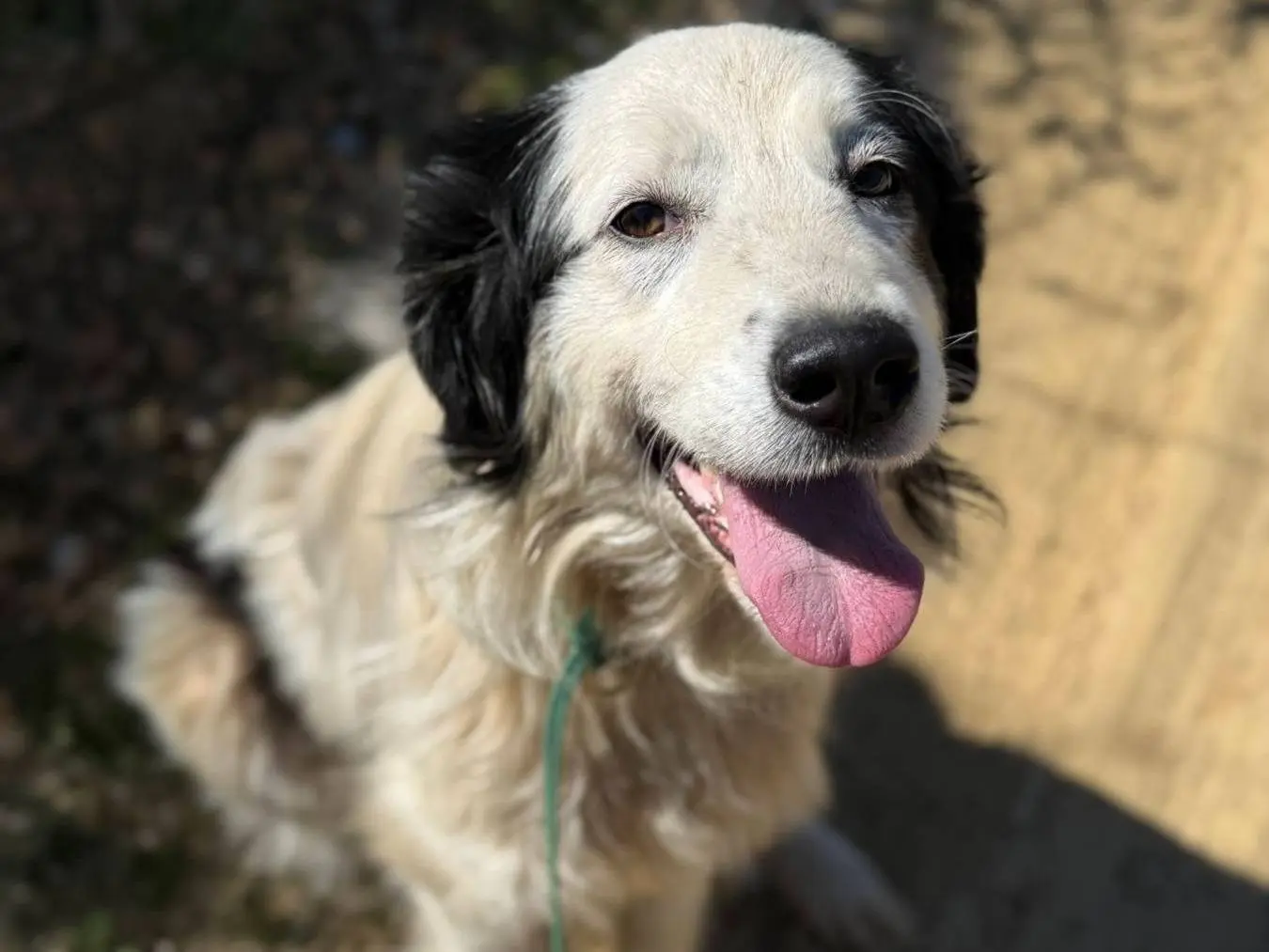 Adotta il cane ASKA a Firenze
