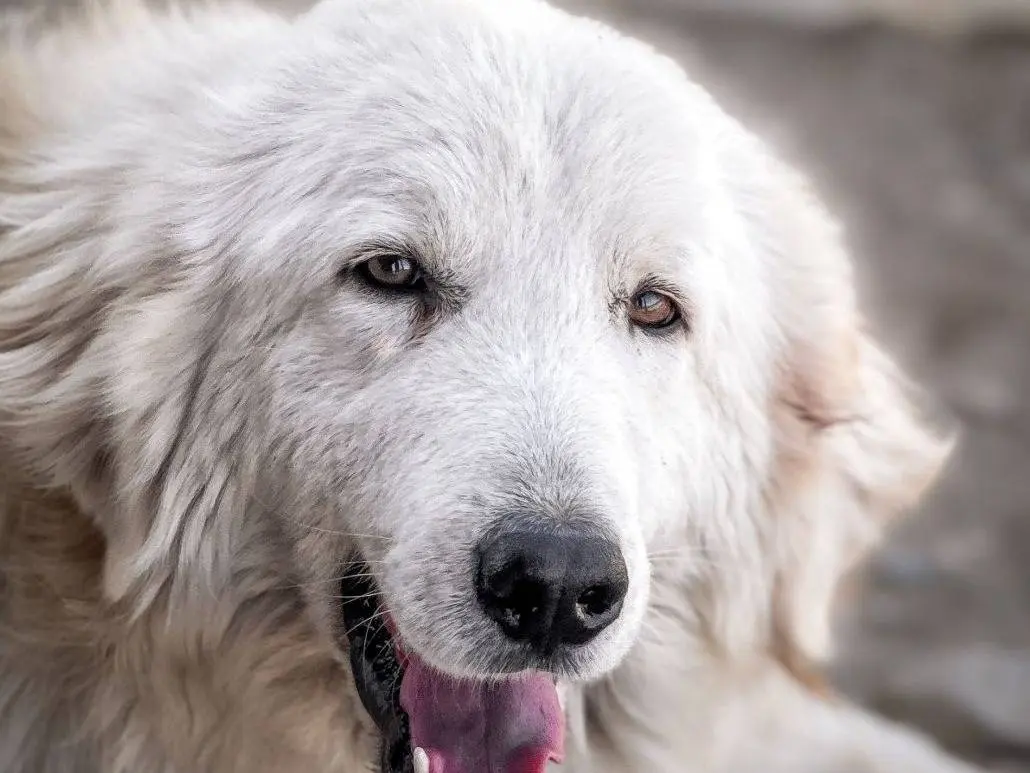 Adozione cane, maschio, Pastore maremmano Razza sconosciuta, 4 anni e 3 mesi, taglia grande, Crotone