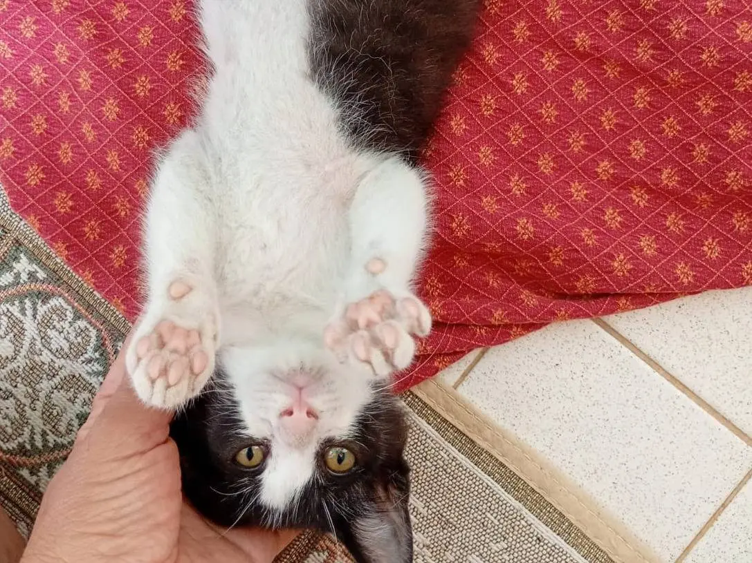 Adotta un gatto, taglia non valida, maschio, Firenze