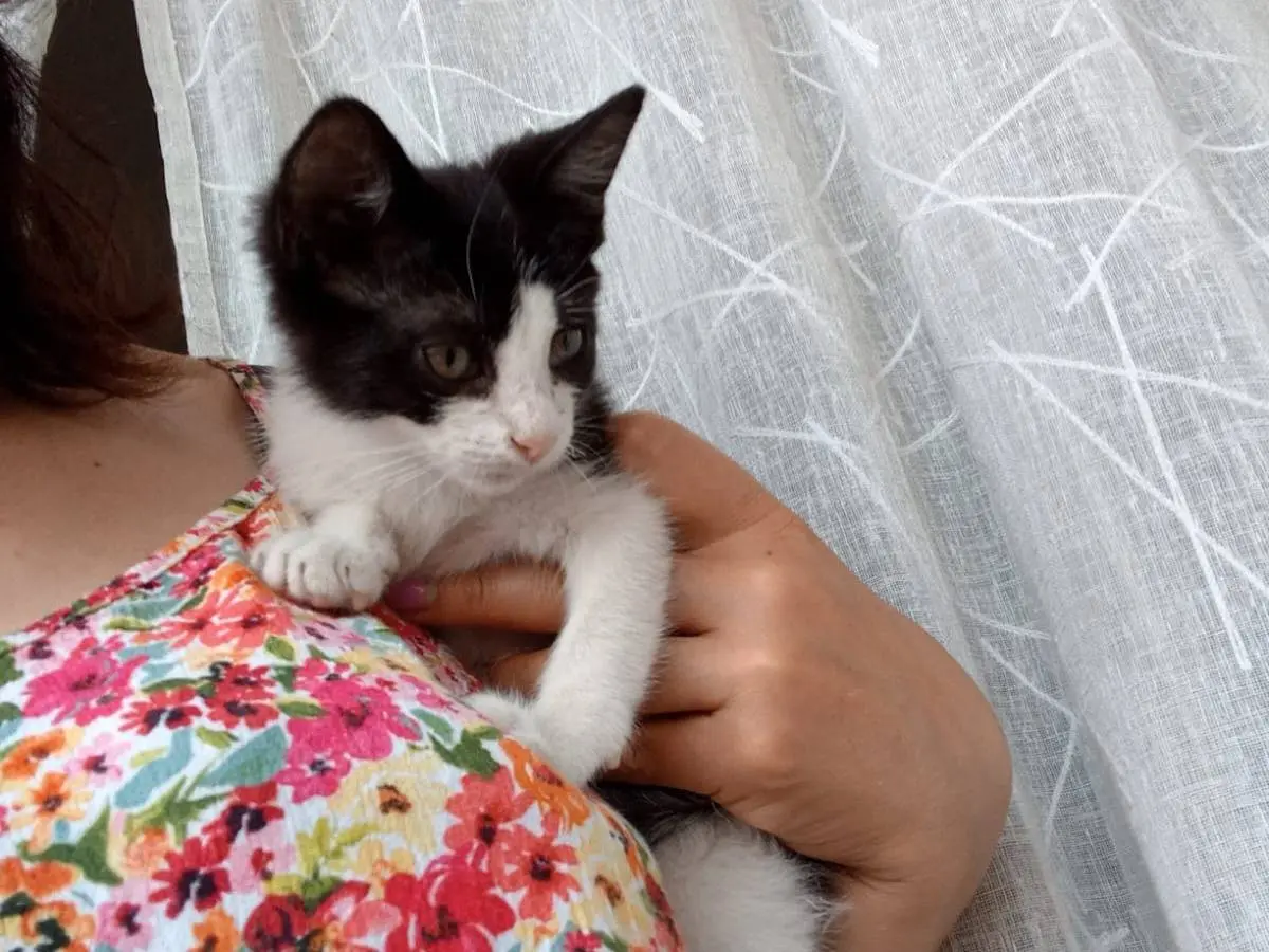 Adozione gatto, maschio, Razza sconosciuta Razza sconosciuta, 6 mesi, taglia non valida, Firenze