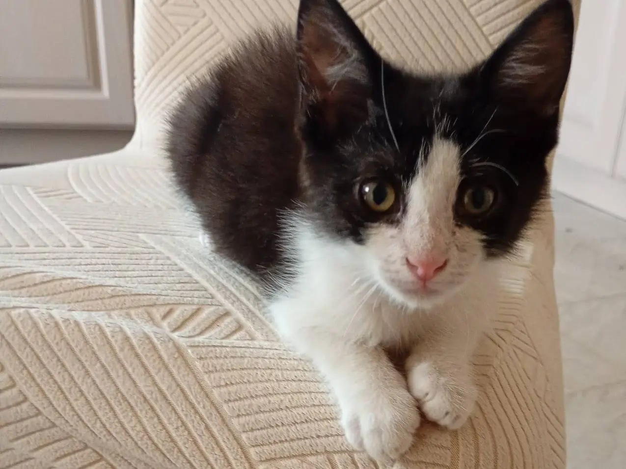 Adotta un gatto, maschio, 6 mesi, Firenze