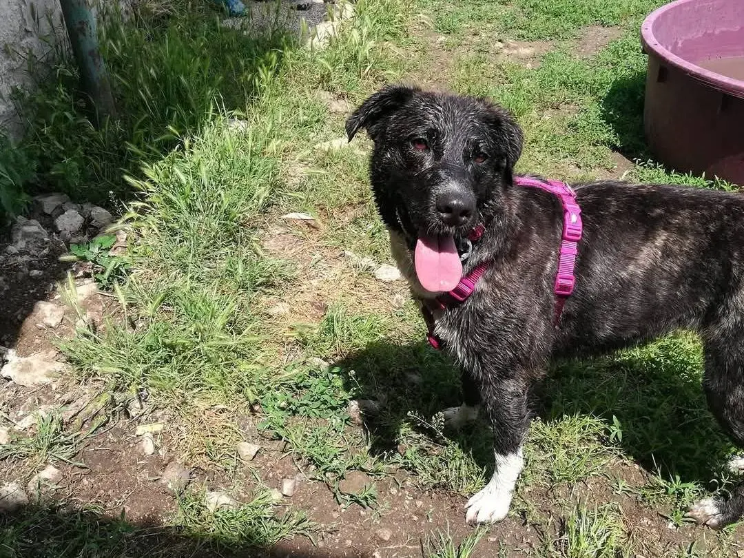 Adotta un cane, taglia media, femmina, Caserta