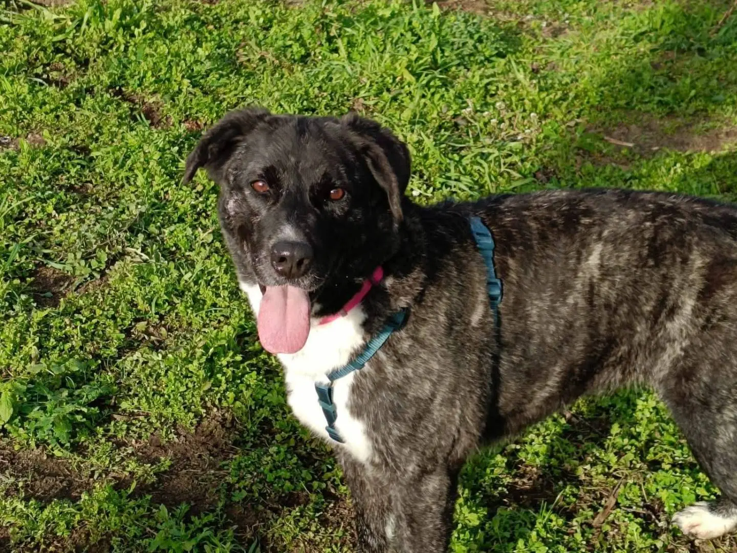 Adotta il cane Maya  a Caserta