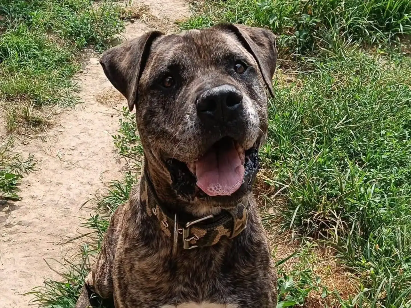 Adozione cane, maschio, Razza sconosciuta Razza sconosciuta, 10 anni e 5 mesi, taglia grande, Torino