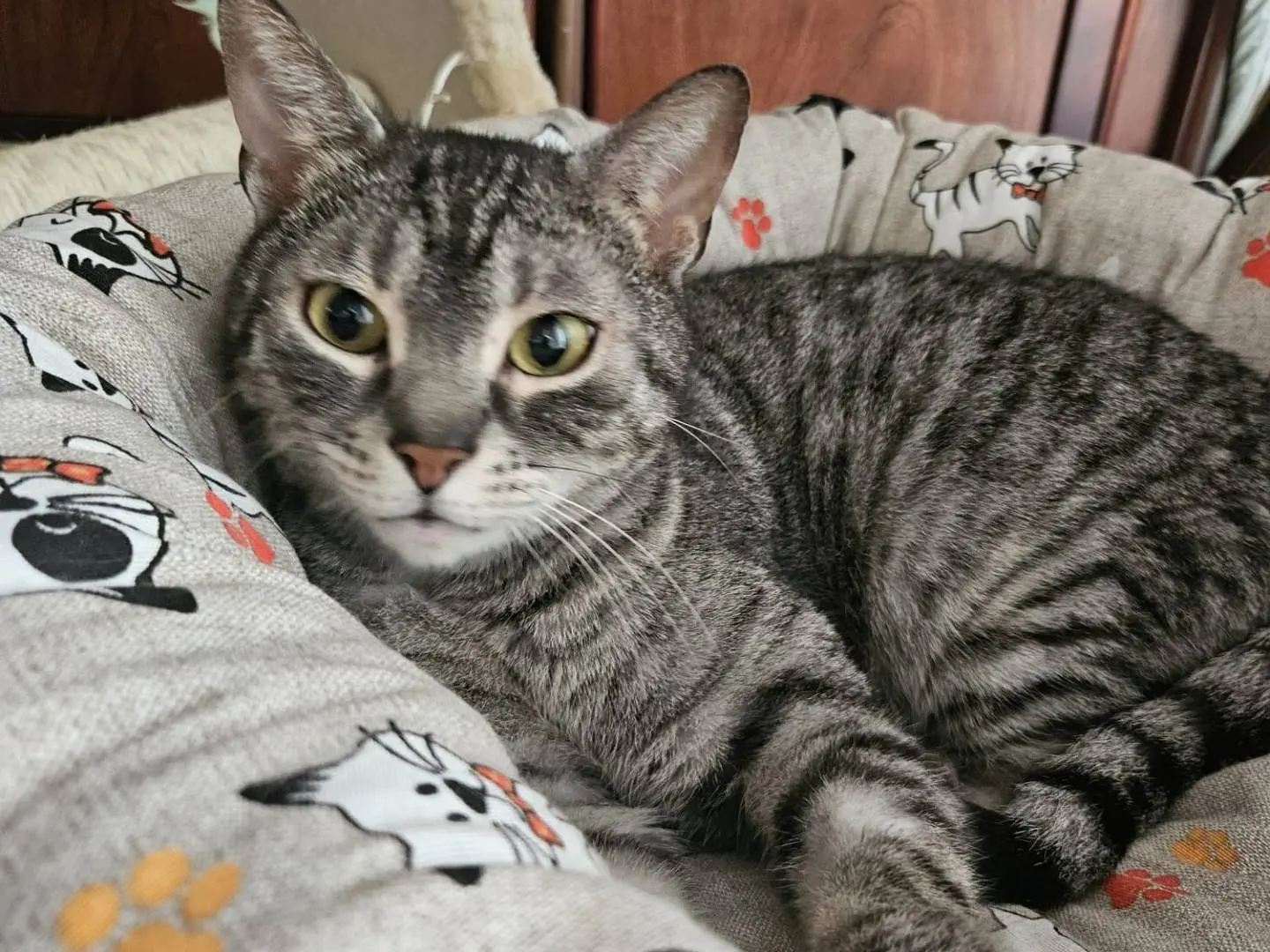 Adotta un gatto, maschio, 10 anni e 4 mesi, Barletta