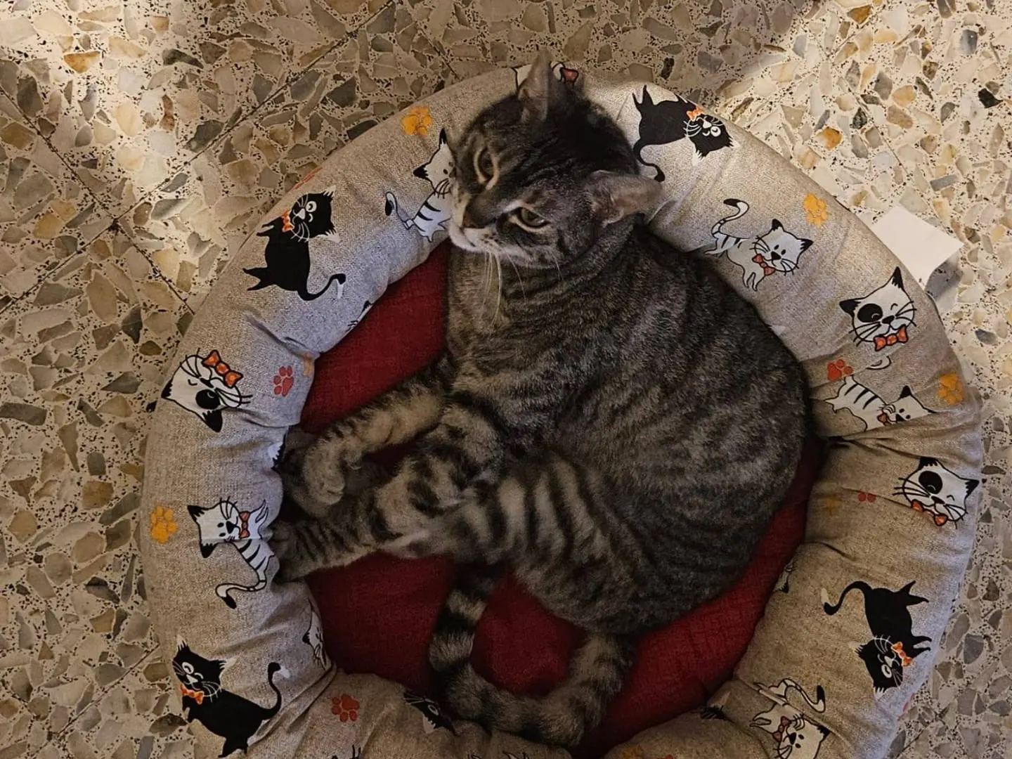 Adotta un gatto, taglia non valida, maschio, Barletta