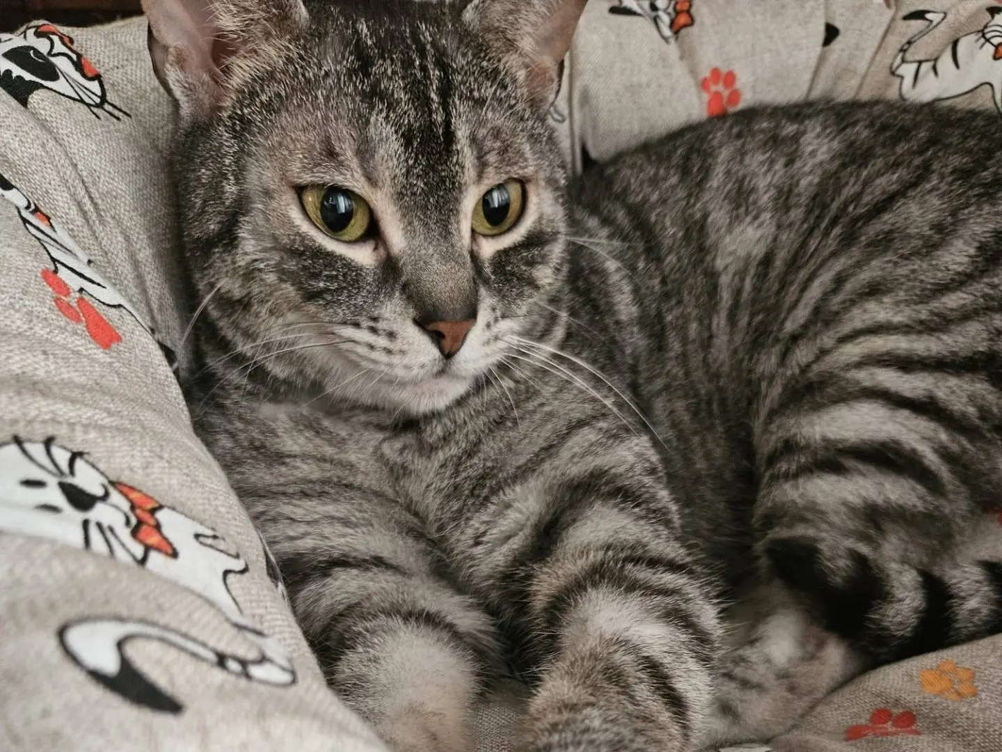 Adozione gatto, maschio, Razza sconosciuta Razza sconosciuta, 10 anni e 4 mesi, taglia non valida, Barletta