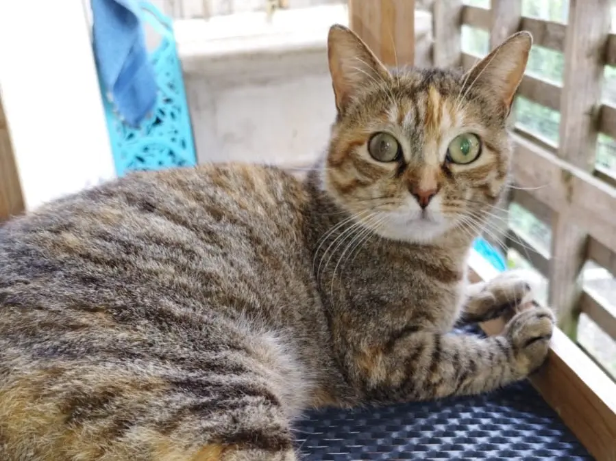 Adozione gatto, femmina, Razza sconosciuta Razza sconosciuta, 4 anni e 6 mesi, taglia non valida, Latina