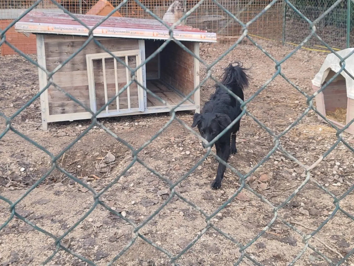 Foto 3 dell'animale