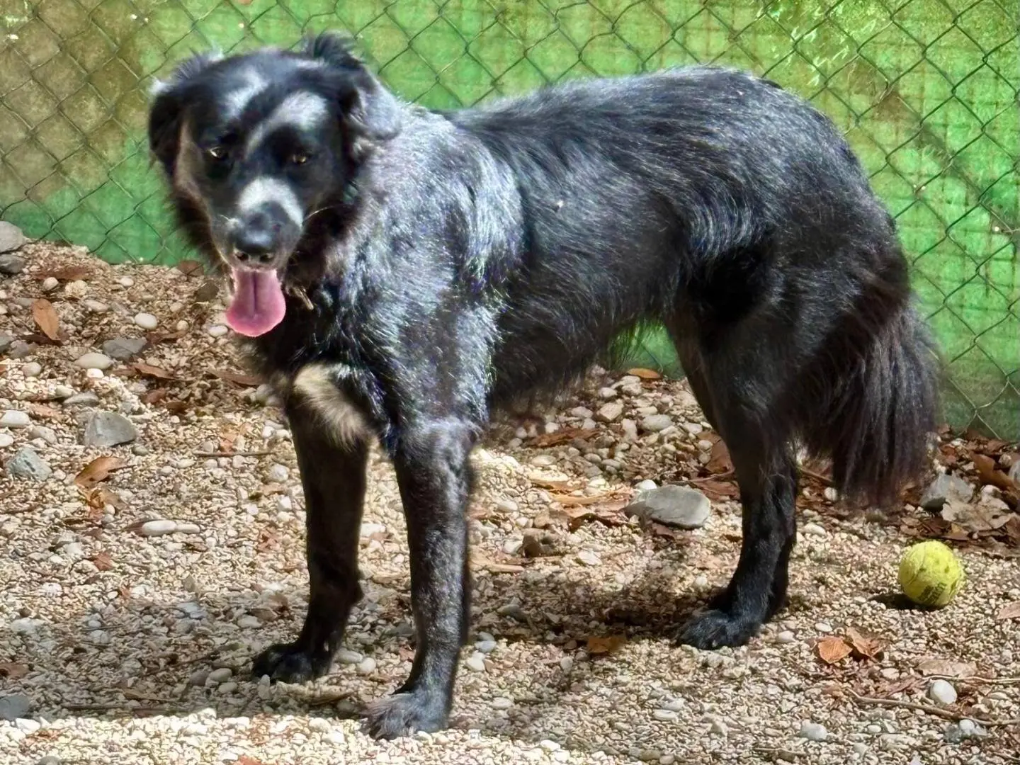 Vuoi adottare un cane a Roma?