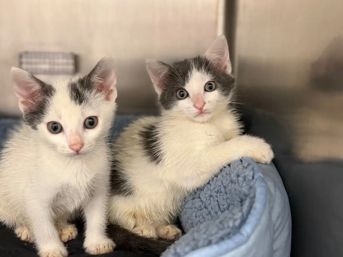 Adozione gatto, femmina, Razza sconosciuta Razza sconosciuta, 2 mesi, taglia non valida, Milano