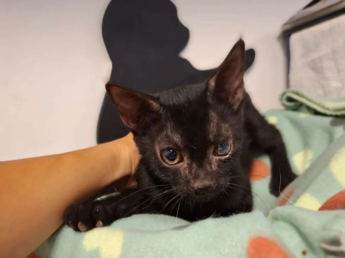 Adozione gatto, maschio, Razza sconosciuta Razza sconosciuta, 6 mesi, taglia non valida, Asti