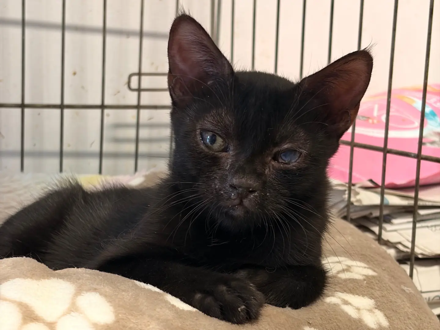 Adotta un gatto, taglia non valida, maschio, Asti