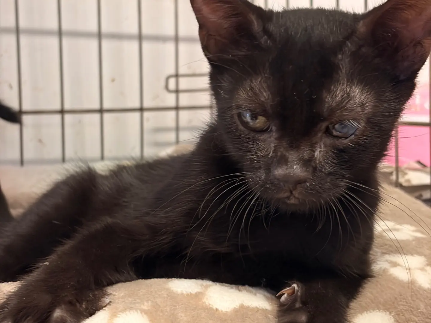 Vuoi adottare un gatto a Asti?