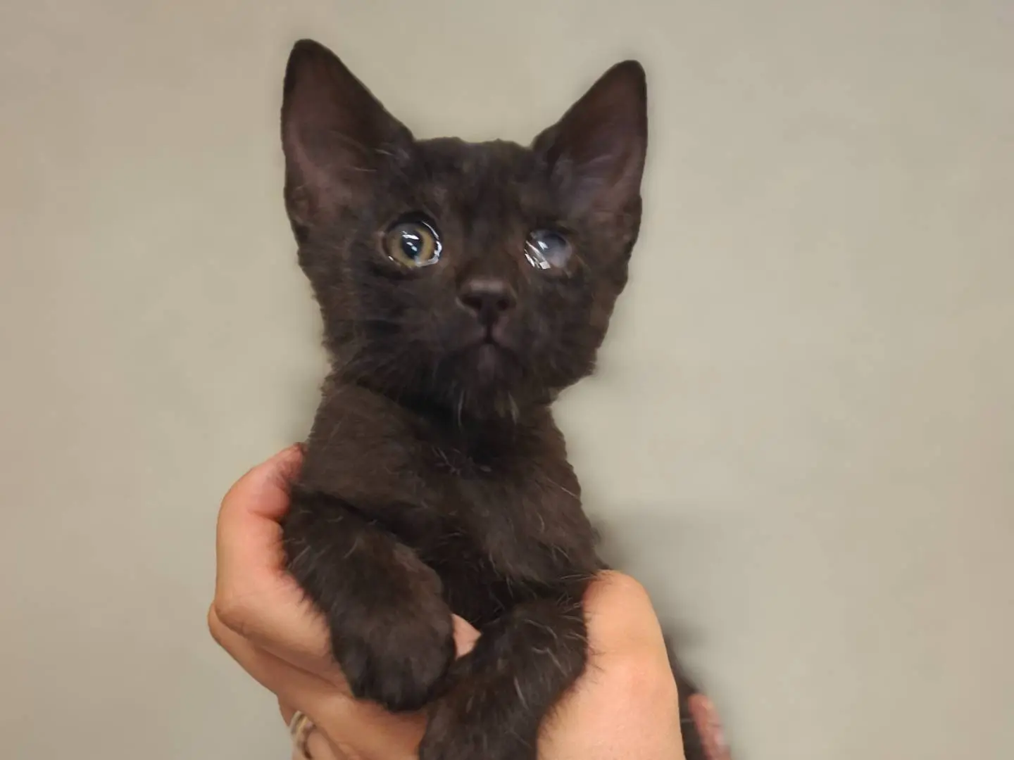 Adotta un gatto, maschio, 6 mesi, Asti