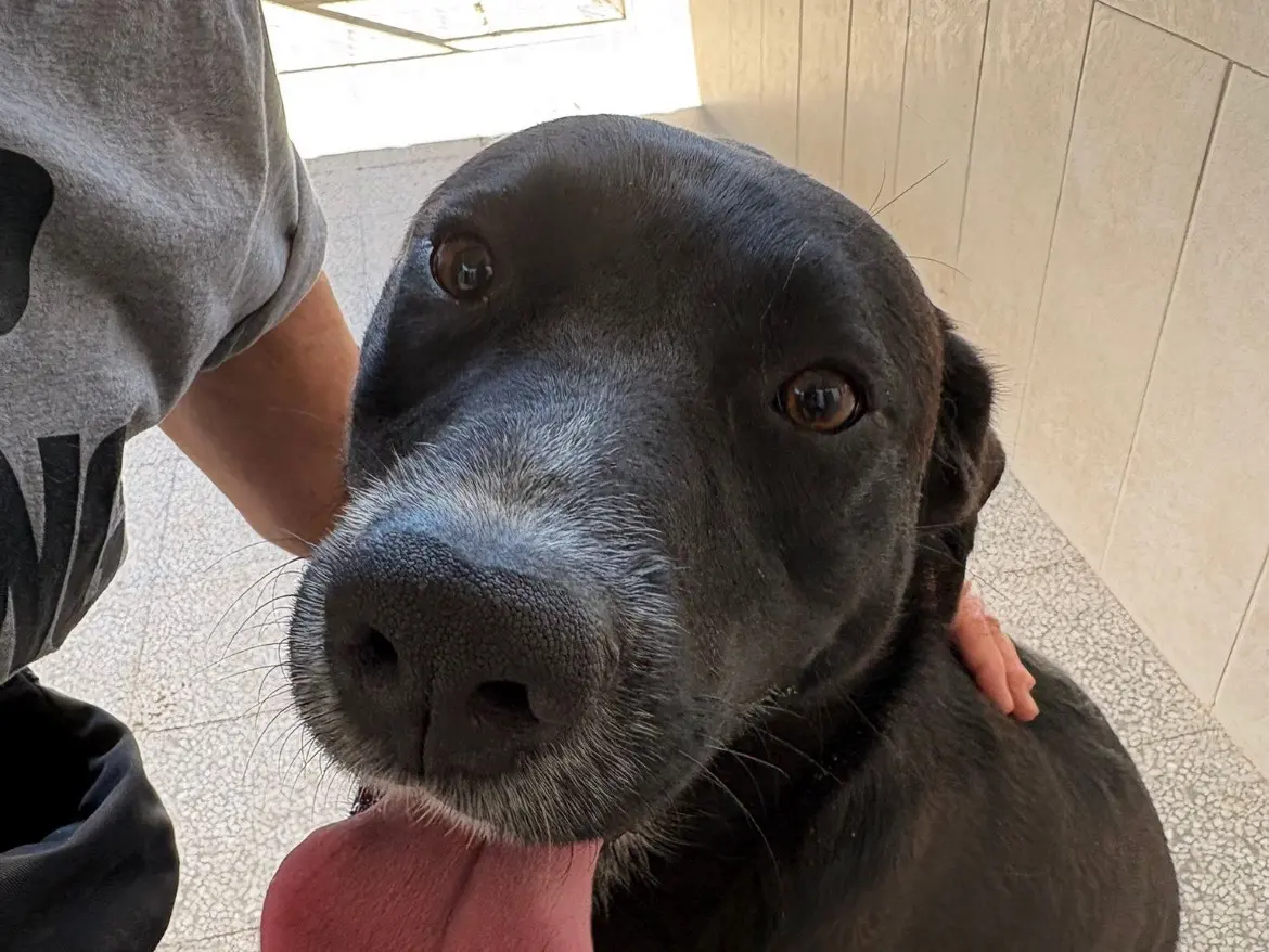 Vuoi adottare un cane a Caserta?
