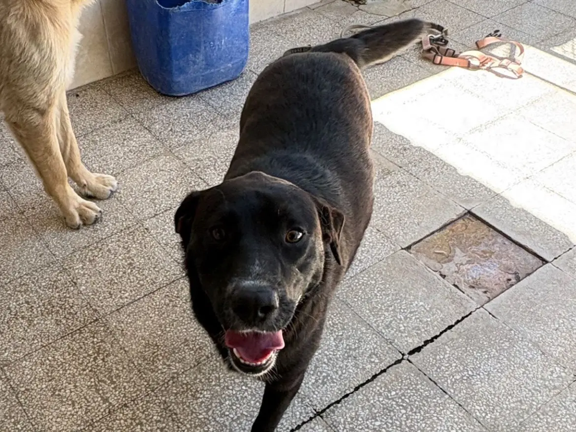 Adotta il cane Clyde Black a Caserta