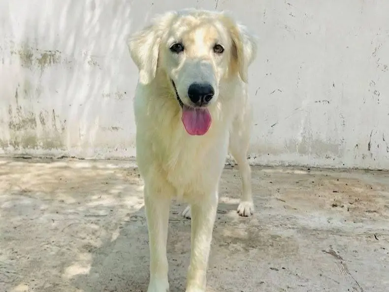Adozione cane, femmina, Razza sconosciuta Razza sconosciuta, 5 anni e 4 mesi, taglia media, Crotone