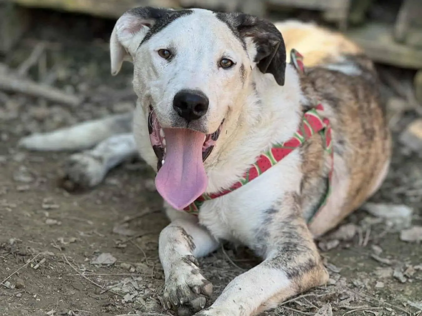 Adotta un cane, maschio, 1 anno e 3 mesi, Firenze