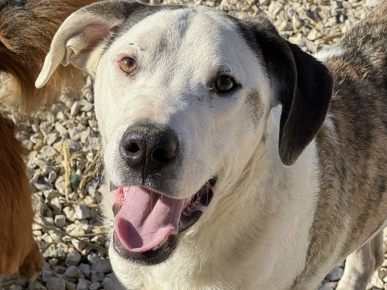 Adotta un cane, taglia media, maschio, Firenze