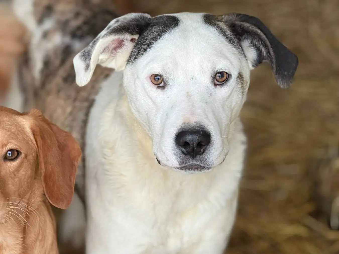 Adotta il cane ALFA a Firenze