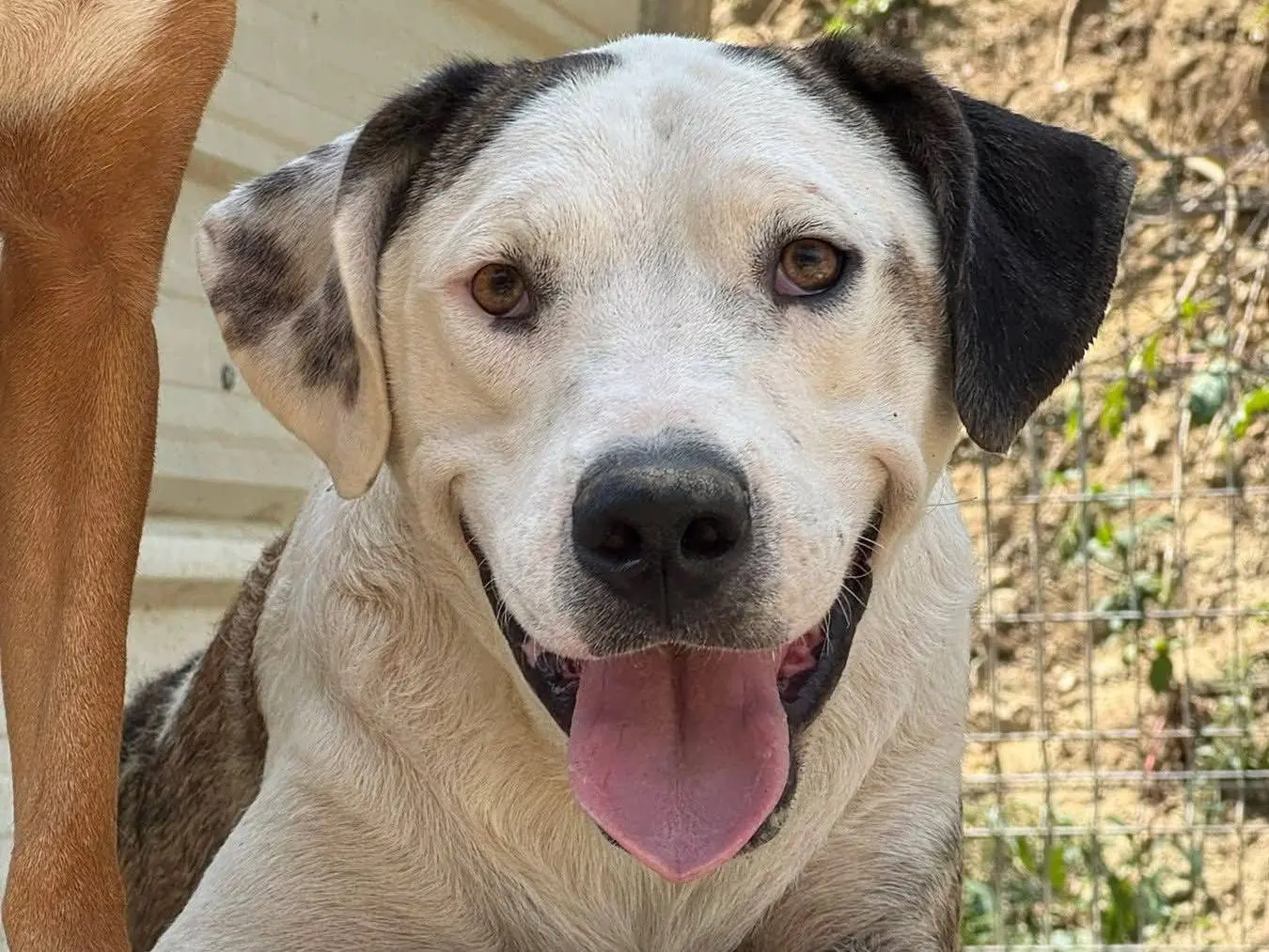 Adozione cane, maschio, Pitbull Razza sconosciuta, 1 anno e 3 mesi, taglia media, Firenze