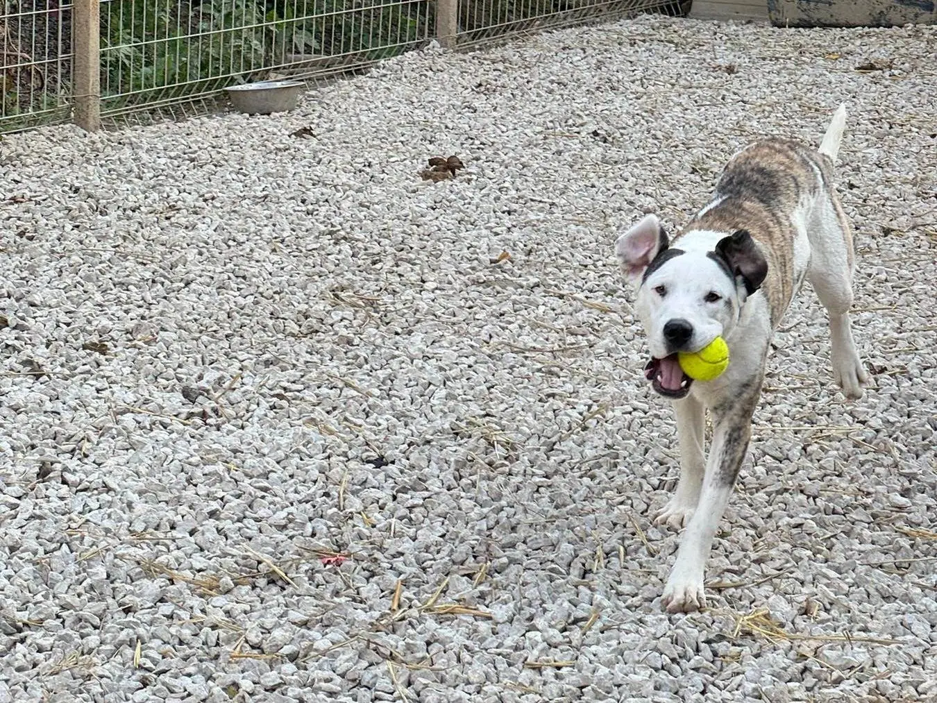 Vuoi adottare un cane a Firenze?