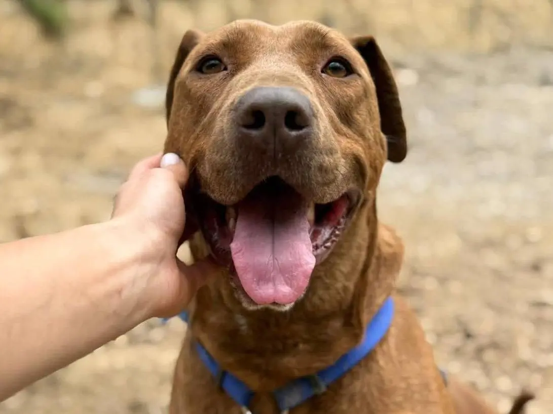 Adozione cane, femmina, American Staffordshire Terrier Shar Pei, 5 anni e 1 mese, taglia grande, Firenze