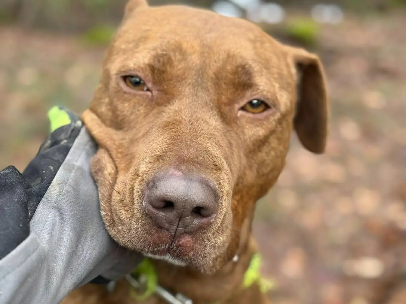 Adotta il cane AFRODITE a Firenze
