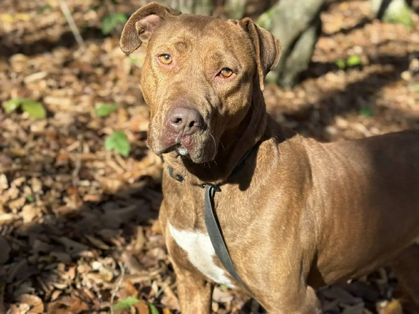 Adotta un cane, femmina, 5 anni e 1 mese, Firenze