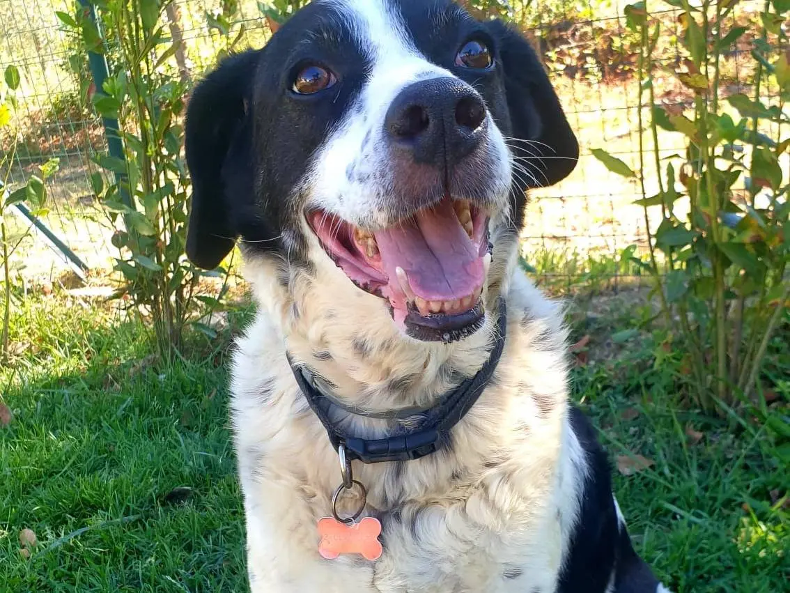 Vuoi adottare un cane a Frosinone?