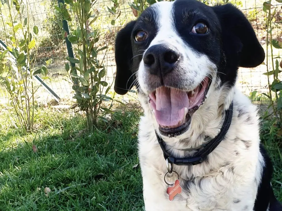 Adotta un cane, maschio, 11 anni e 2 mesi, Frosinone