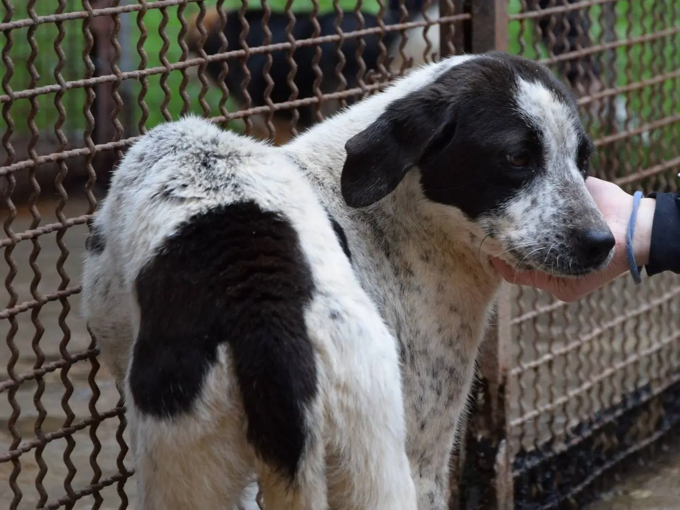Adozione cane, femmina, Razza sconosciuta Razza sconosciuta, 4 anni e 1 mese, taglia media, Chieti