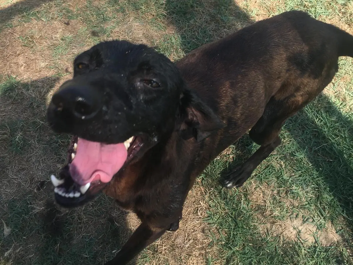 Adotta il cane Cola a Latina