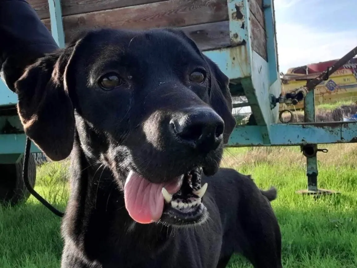 Adozione cane, femmina, Razza sconosciuta Razza sconosciuta, 5 anni e 4 mesi, taglia media contenuta, Latina