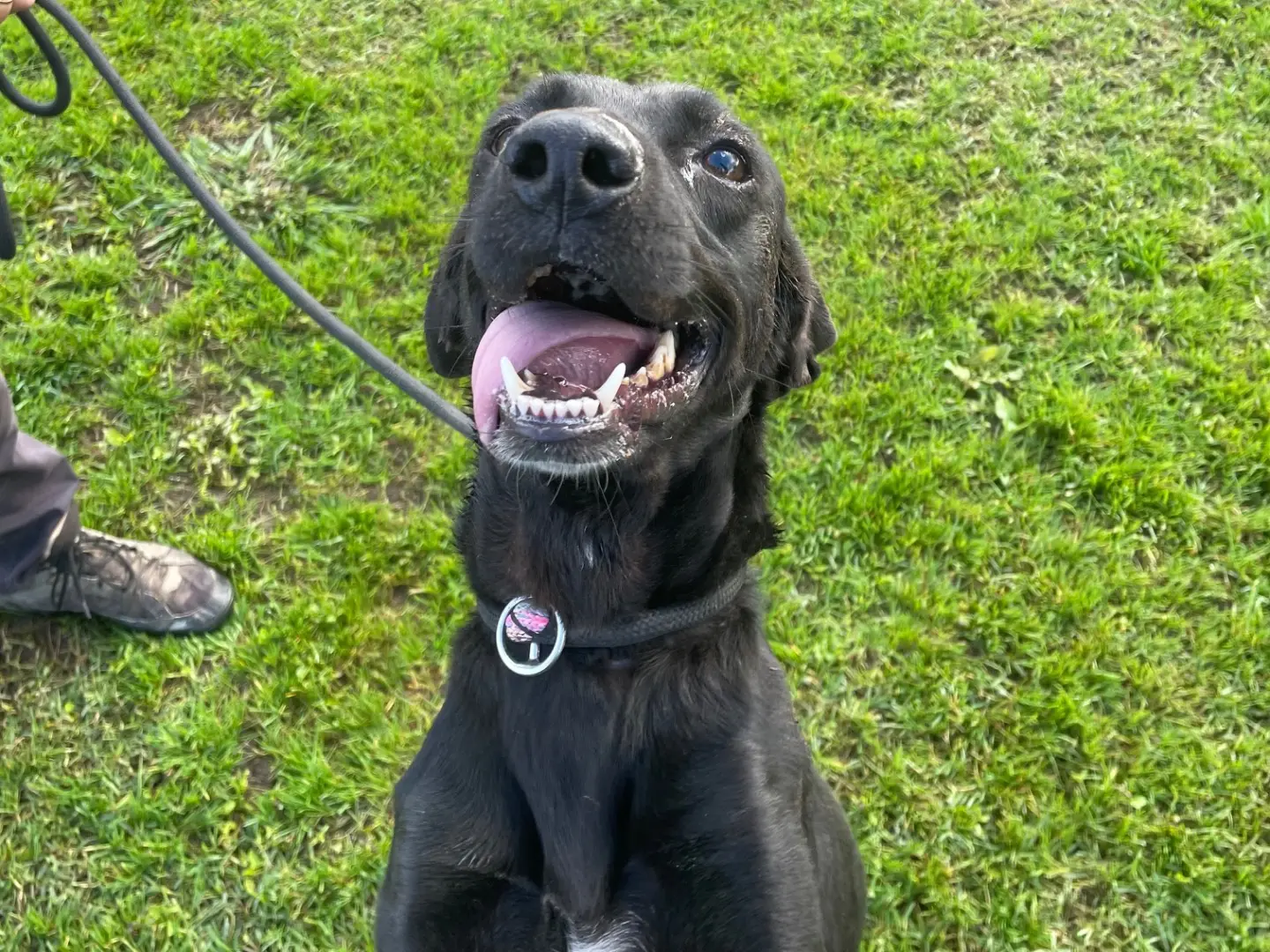 Adotta un cane, taglia media contenuta, femmina, Latina