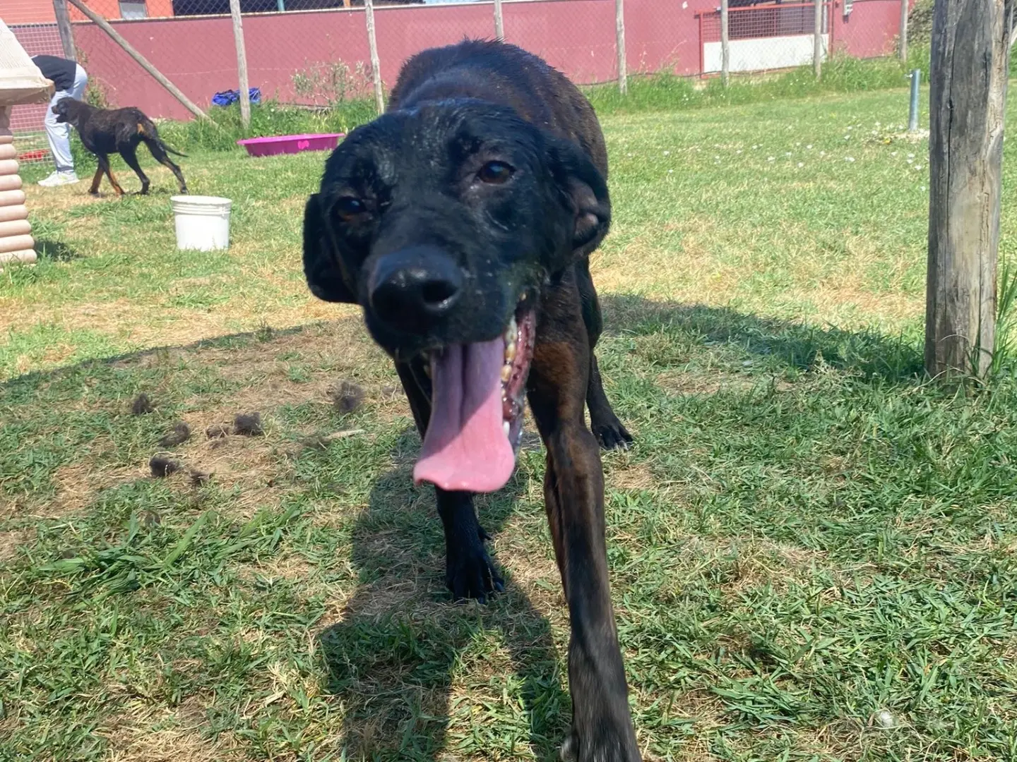 Adotta un cane, femmina, 5 anni e 4 mesi, Latina