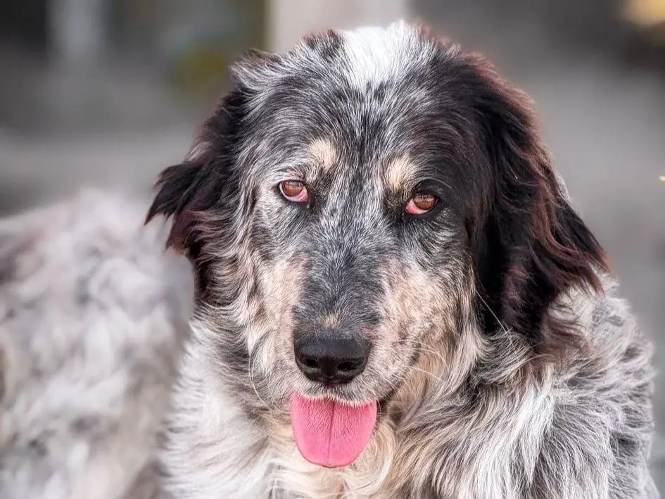Adozione cane, femmina, Razza sconosciuta Razza sconosciuta, 3 anni, taglia grande, Crotone
