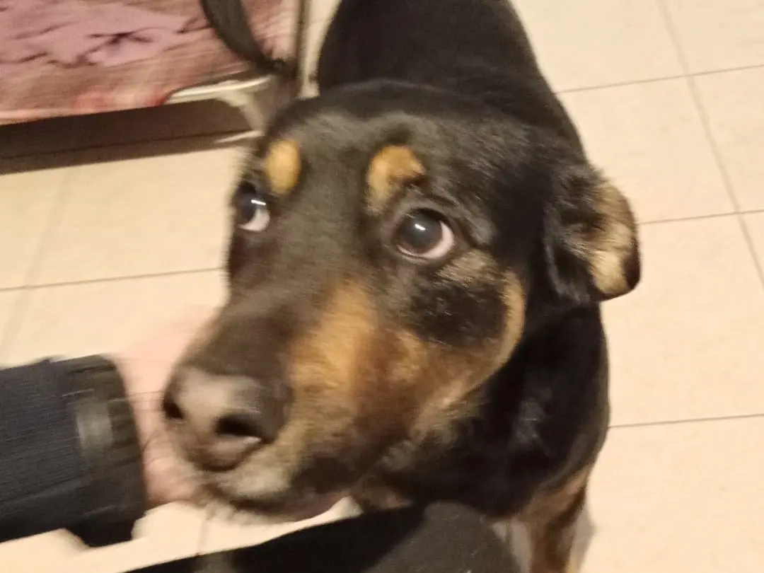 Adozione cane, maschio, Razza sconosciuta Razza sconosciuta, 4 anni e 7 mesi, taglia media, Torino